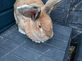Giant flemish looking for loving home