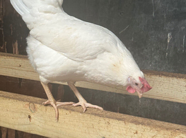 White star leghorn