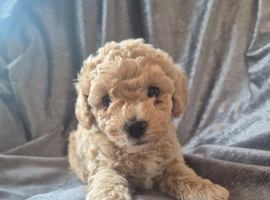 Toy poochon puppies