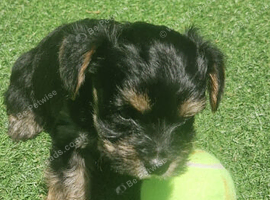 Yorkshire terrier pups