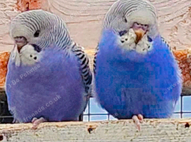 Baby budgies looking for new home , 6 weeks old excellent age for taming