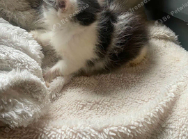 Gorgeous kittens