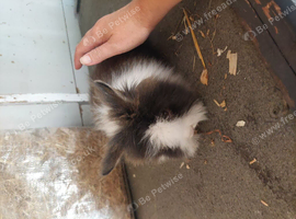 Rabbits for there new homes