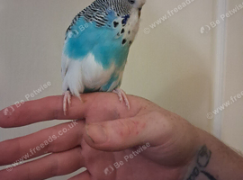 2 exhibition tame budgies