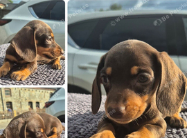*LAST GIRL*PRA CLEAR MINIATURE DACHSHUND GIRLS