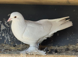 two fancy pigeons need rehome