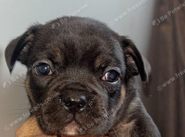 French bulldog pups