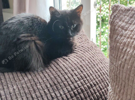 Minnie