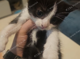 X2 kittens boys