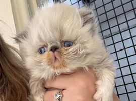 TICA registered bicolour point Persian kittens