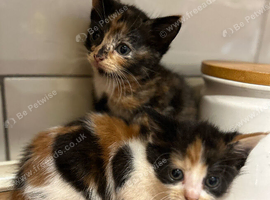 Beautiful kittens