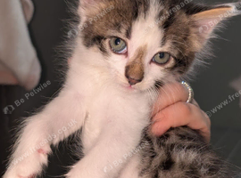 Maine coon cross kittens