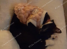 tuxedo cat to rehome