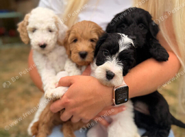 8 Gorgeous Australian Labradoodle Puppies