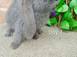 French lop ready now