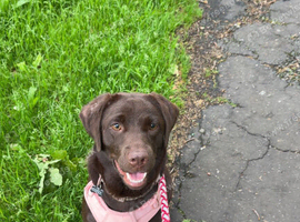 Chocolate Labrador