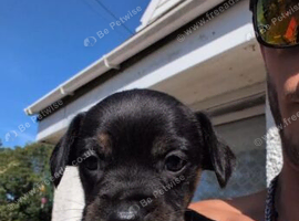 Beautiful puppies available