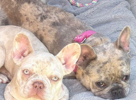Rehome French bulldog