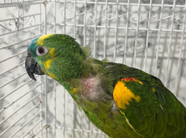 Amazon parrot
