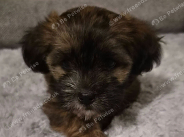 Gorgeous black/brown & tan shorkie puppies