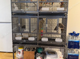 Bird cage for sale