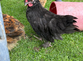 Polish bantam grower