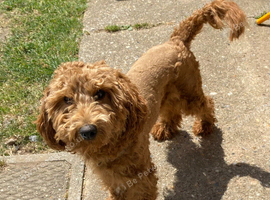 Male cockapoo