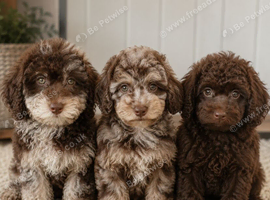 Choc Merle toy poodle