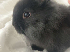 Beautiful Baby Lionhead