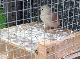 Zebra finches