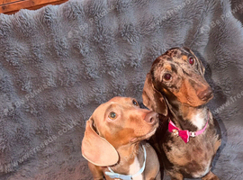 Miniature smooth hair dachshund puppy's.