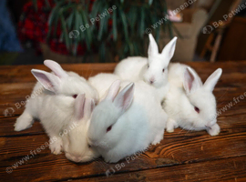 5 Pure New Zealand White Rabbit Kits Available 2 does & 3 bucks