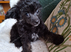 Papipoo puppies