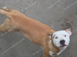 9 month Male American bulldog