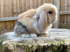 Mini lop Harlequin doe