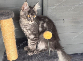 TICA reg Maine coon girl