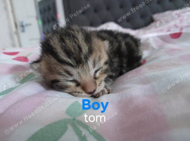 Doll faced persian cross maincoon