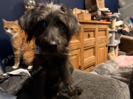 5 month old cockapoo