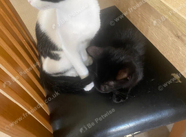 One male and one female