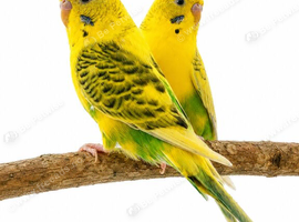 Aviary clearance