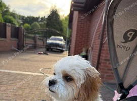 Malticavapoo 14months old
