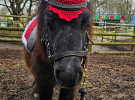 Lead rein ponies wanted