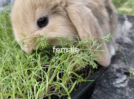 Vaccinated french lop babies
