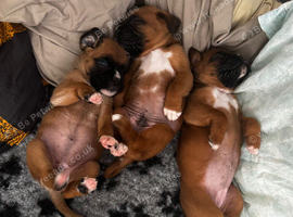 Champion breed boxer puppies