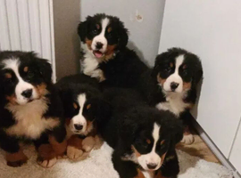 Bernese Mountain Dog Puppies - 2 puppies left