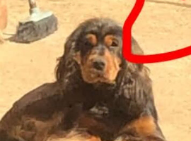 Show tipe cocker spaniels
