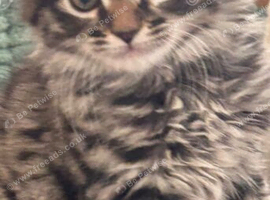 Half mancoon