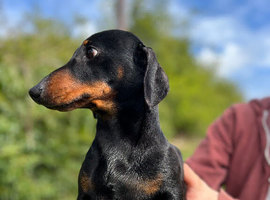 Male daschund