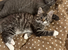 Kittens looking for a loving family