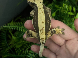 Various Crested Geckos Rochester. Can sell tank for extra